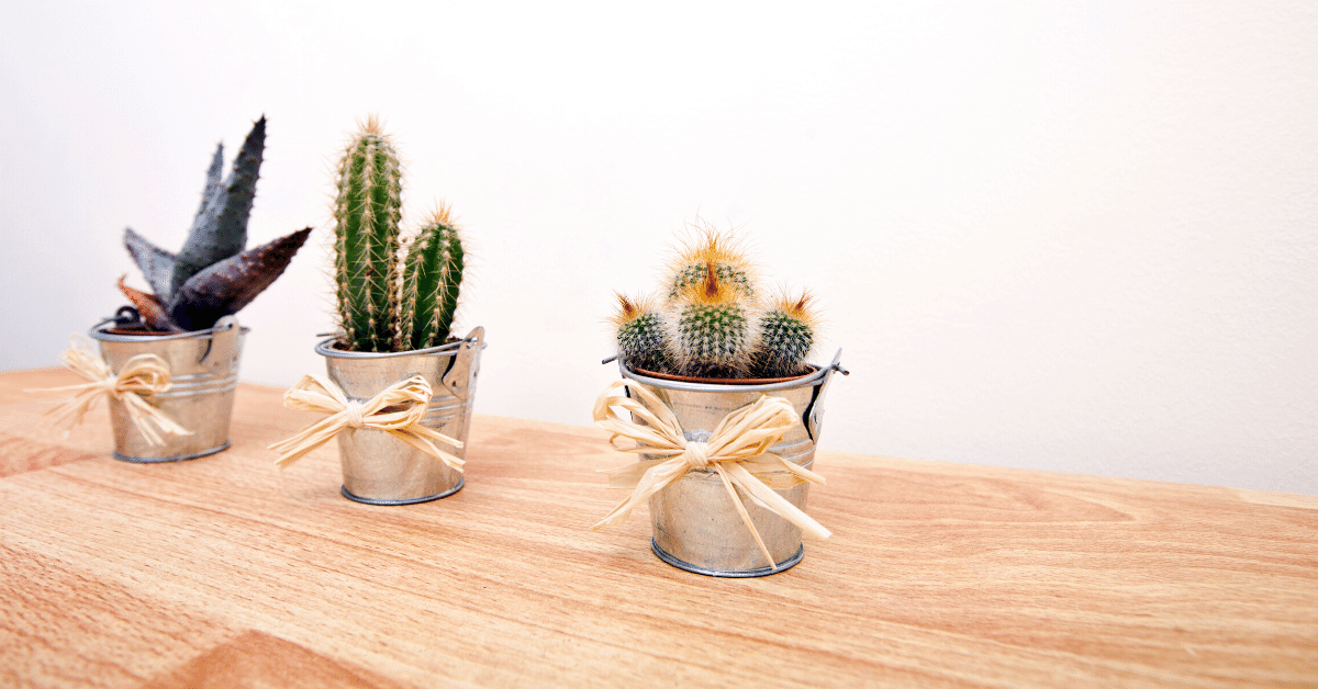 como cuidar de cactos