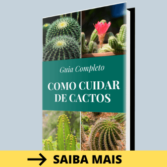 como cuidar de cactos
